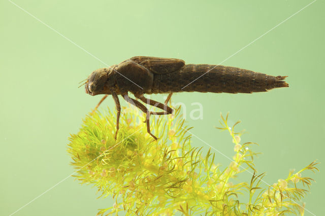 Glassnijder (Brachytron pratense)