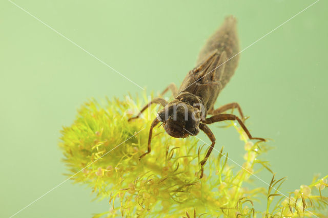 Glassnijder (Brachytron pratense)