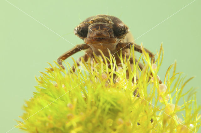 Glassnijder (Brachytron pratense)