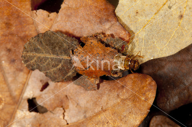 Glyphotaelius pellucidus