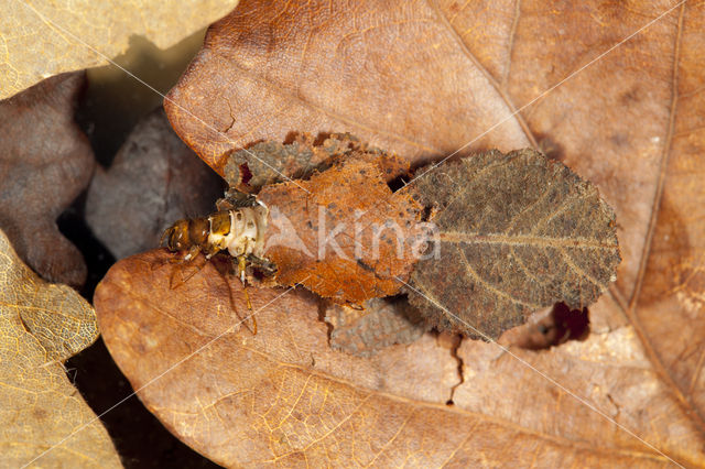 Glyphotaelius pellucidus