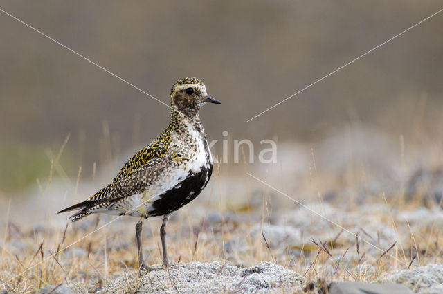 Goudplevier (Pluvialis apricaria)