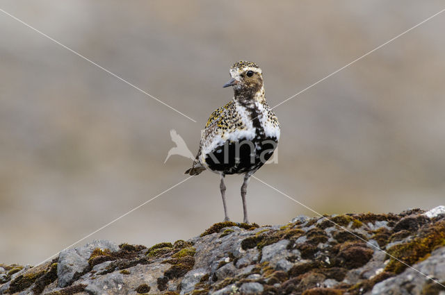 Goudplevier (Pluvialis apricaria)