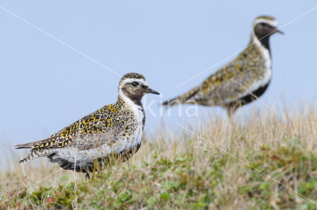 Goudplevier (Pluvialis apricaria)