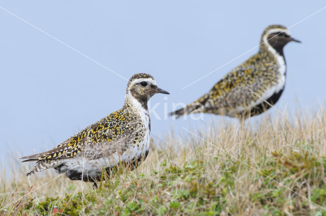 Goudplevier (Pluvialis apricaria)