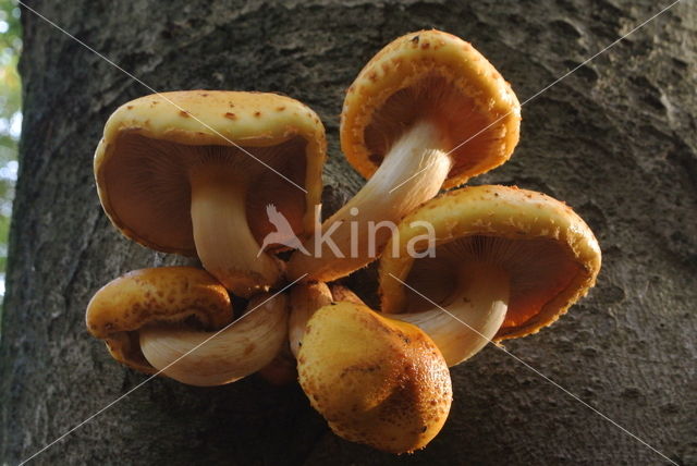 Goudvliesbundelzwam (Pholiota aurivella)