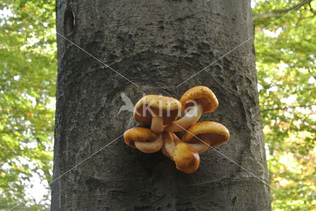 Goudvliesbundelzwam (Pholiota aurivella)