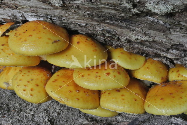 Goudvliesbundelzwam (Pholiota aurivella)