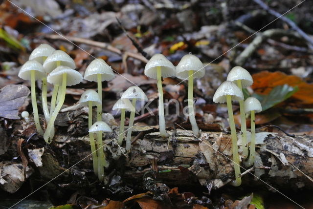 Graskleefsteelmycena (v. lignicola)