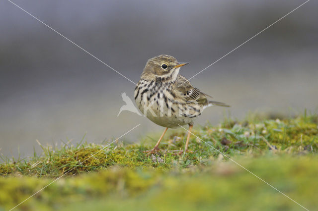 Meadow Pipit (Anthus pratensis)