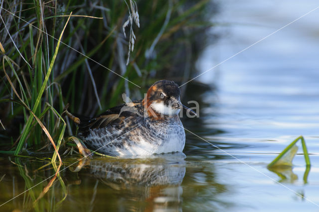 Grauwe Franjepoot (Phalaropus lobatus)