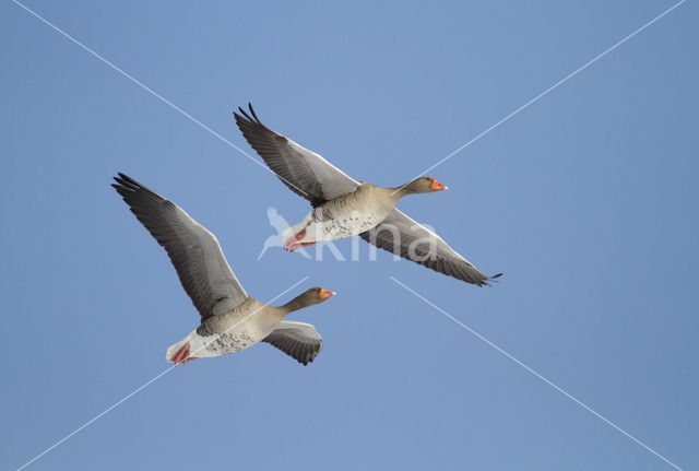 Grauwe Gans (Anser anser)