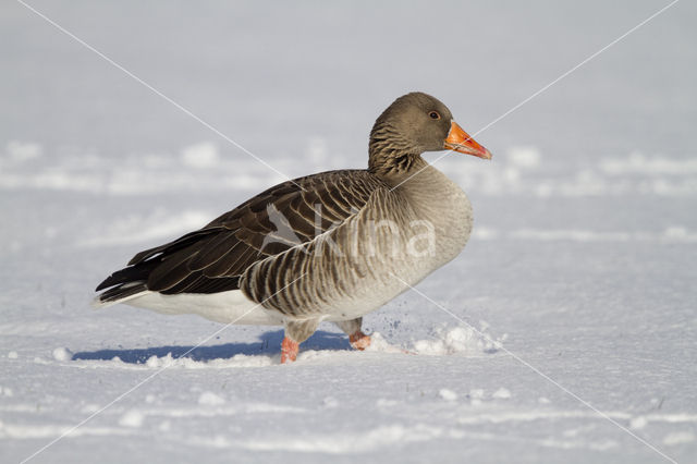 Grey Lag-Goose (Anser anser)