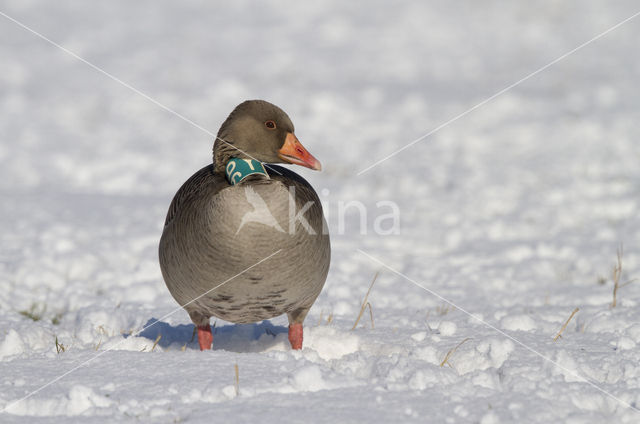 Grauwe Gans (Anser anser)