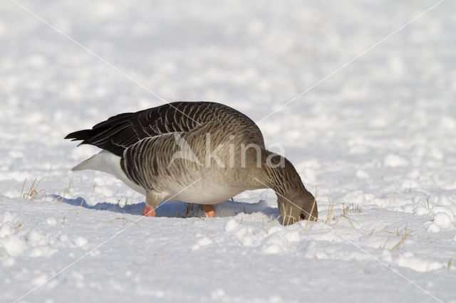 Grauwe Gans (Anser anser)