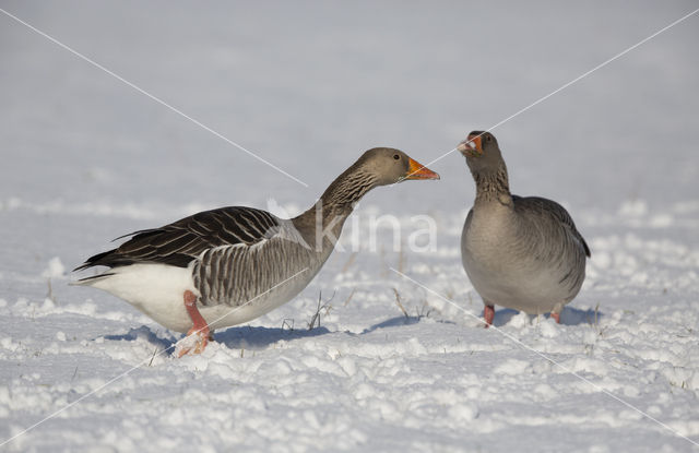 Grey Lag-Goose (Anser anser)