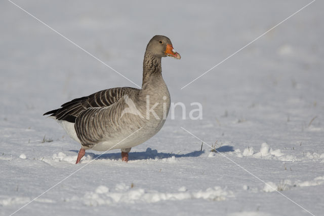 Grauwe Gans (Anser anser)