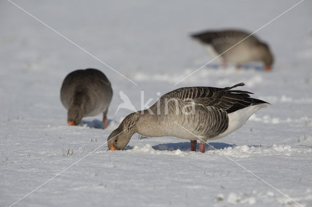 Grauwe Gans (Anser anser)