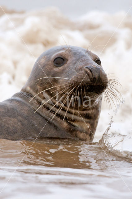 Grey Seal (Halichoerus grypus)