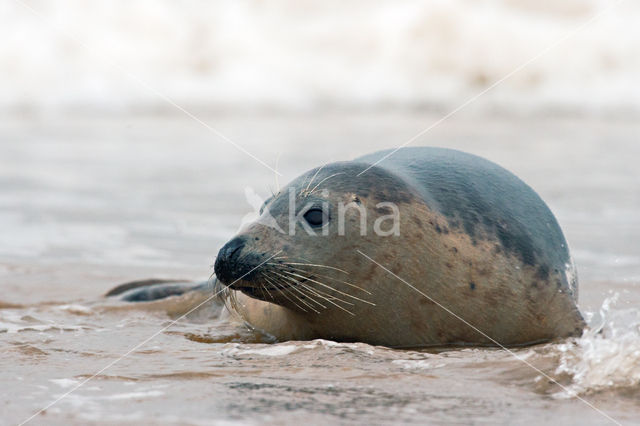 Grijze zeehond