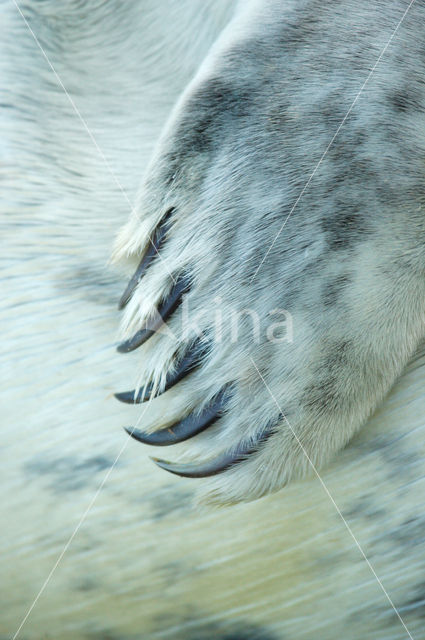 Grey Seal (Halichoerus grypus)