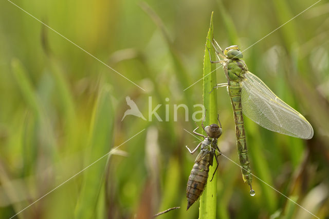 Groene glazenmaker (Aeshna viridis)