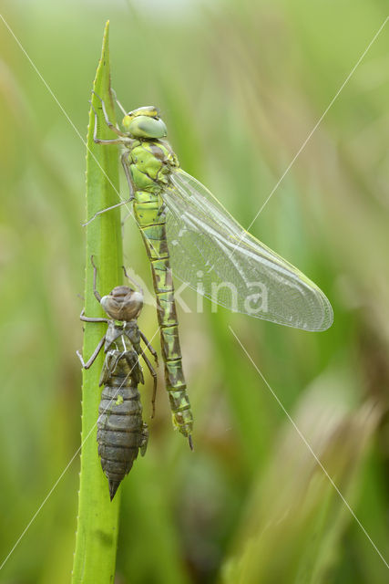 Groene glazenmaker (Aeshna viridis)