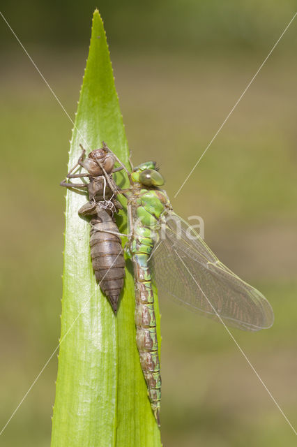 Groene glazenmaker (Aeshna viridis)