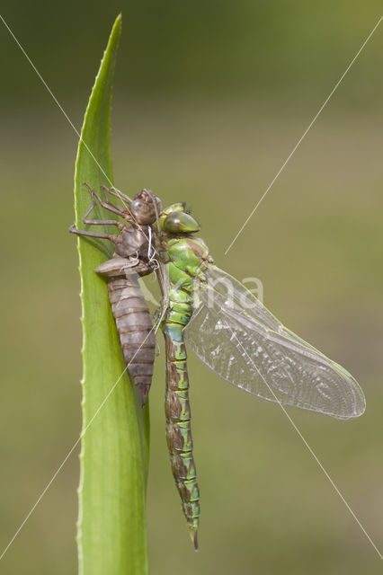 Groene glazenmaker (Aeshna viridis)