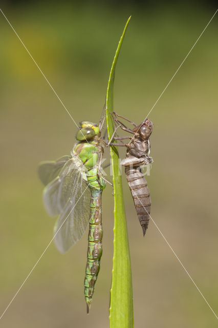 Groene glazenmaker (Aeshna viridis)