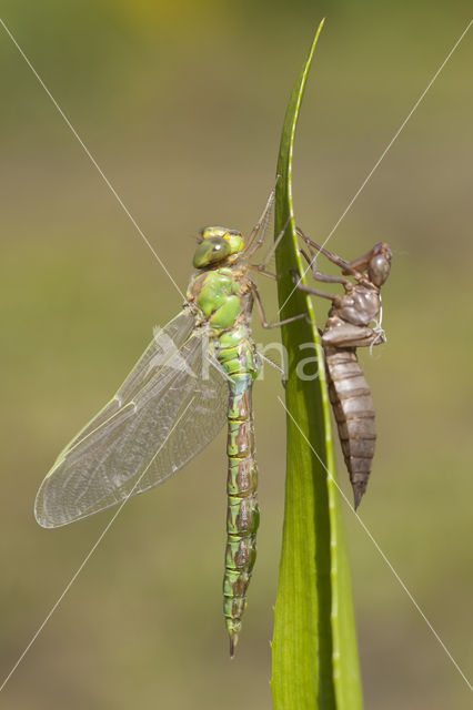 Groene glazenmaker (Aeshna viridis)