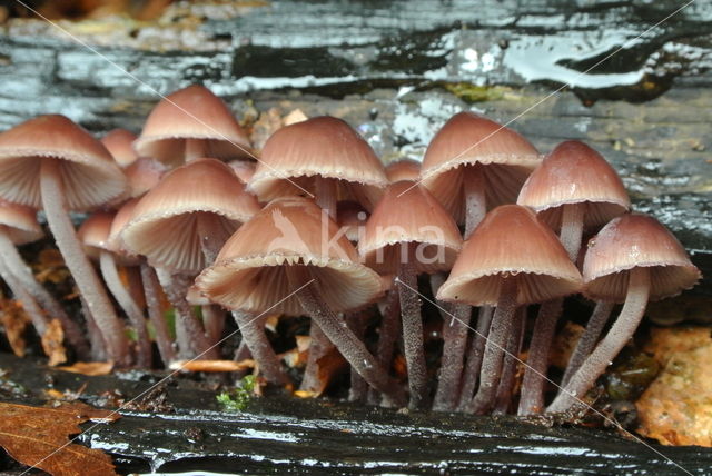 Burgundydrop bonnet (Mycena haematopus)