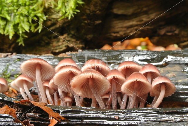 Burgundydrop bonnet (Mycena haematopus)