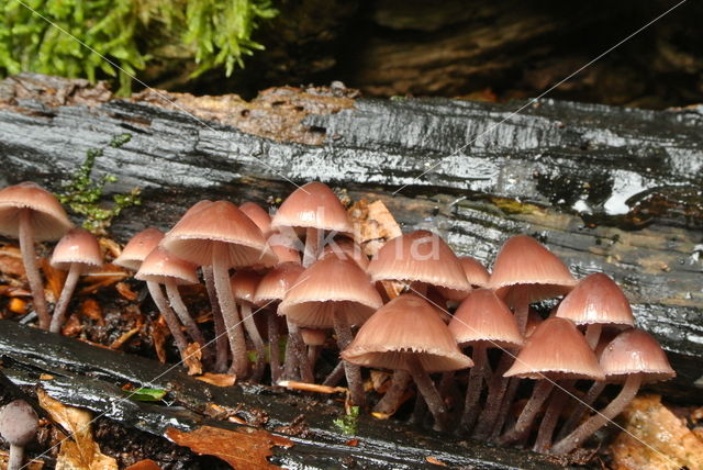 Grote bloedsteelmycena (Mycena haematopus)