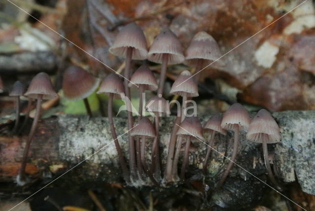 Grote bloedsteelmycena (Mycena haematopus)