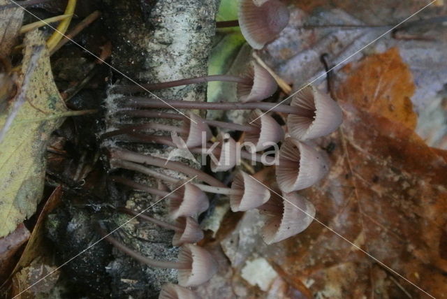 Grote bloedsteelmycena (Mycena haematopus)