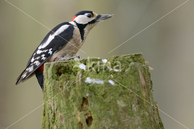 Grote Bonte Specht (Dendrocopos major)