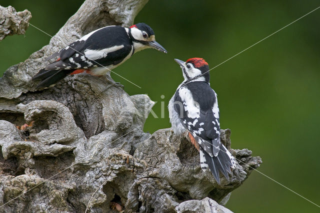 Grote Bonte Specht (Dendrocopos major)