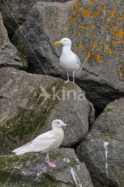 Grote Burgemeester (Larus hyperboreus)