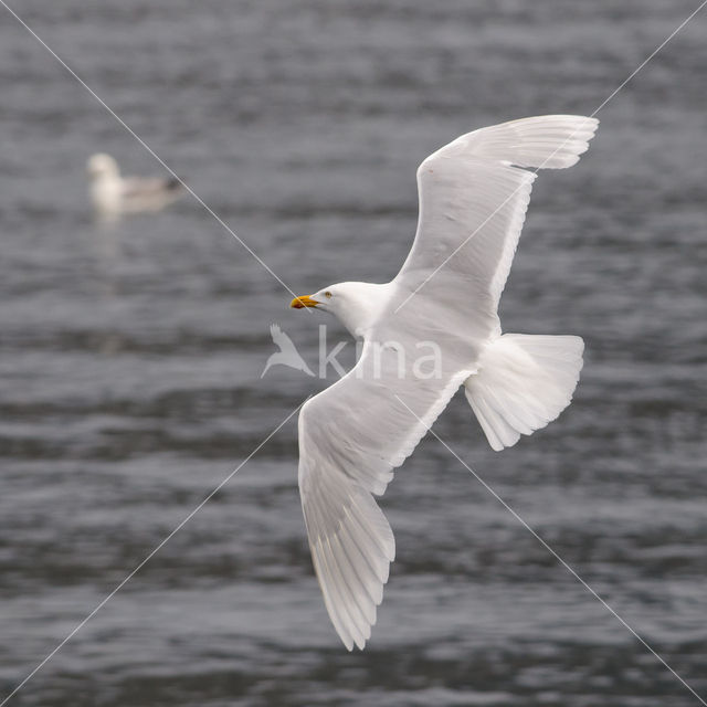 Grote Burgemeester (Larus hyperboreus)