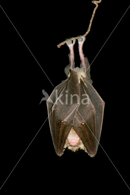 Greater Horseshoe Bat (Rhinolophus ferrumequinum)