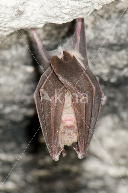 Greater Horseshoe Bat (Rhinolophus ferrumequinum)