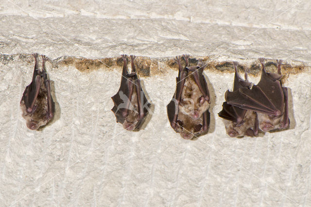 Greater Horseshoe Bat (Rhinolophus ferrumequinum)