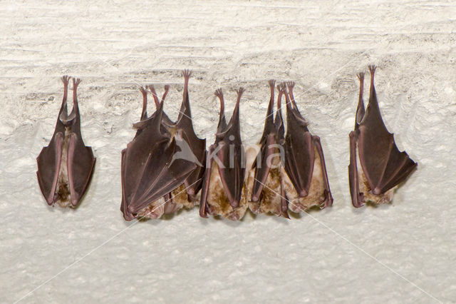 Greater Horseshoe Bat (Rhinolophus ferrumequinum)