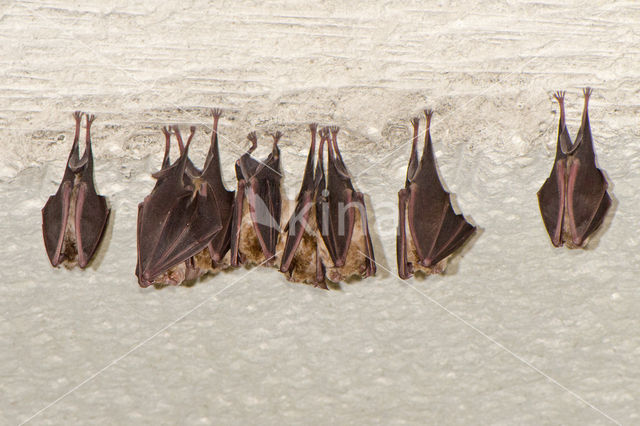 Greater Horseshoe Bat (Rhinolophus ferrumequinum)