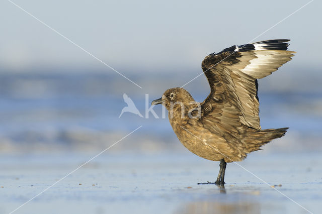 Grote Jager (Stercorarius skua)