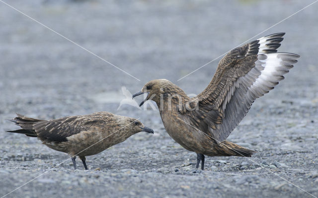 Great Skua (Stercorarius skua)