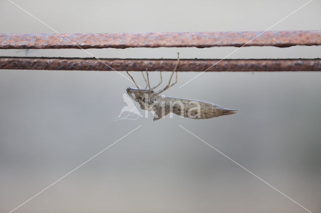 Grote keizerlibel (Anax imperator)