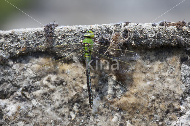 Emperor Dragonfly (Anax imperator)