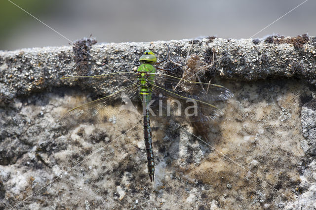 Grote keizerlibel (Anax imperator)